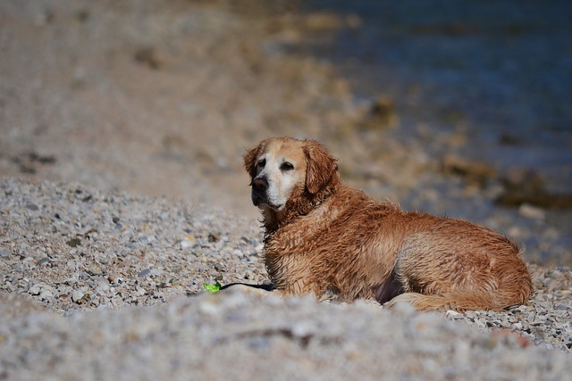 Lam og ris: En delikat løsning til kræsne hundemunde